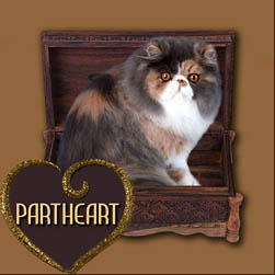 Partheart cattery