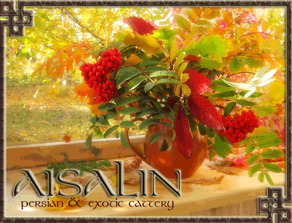 AISALIN cattery, persian and exotic cats