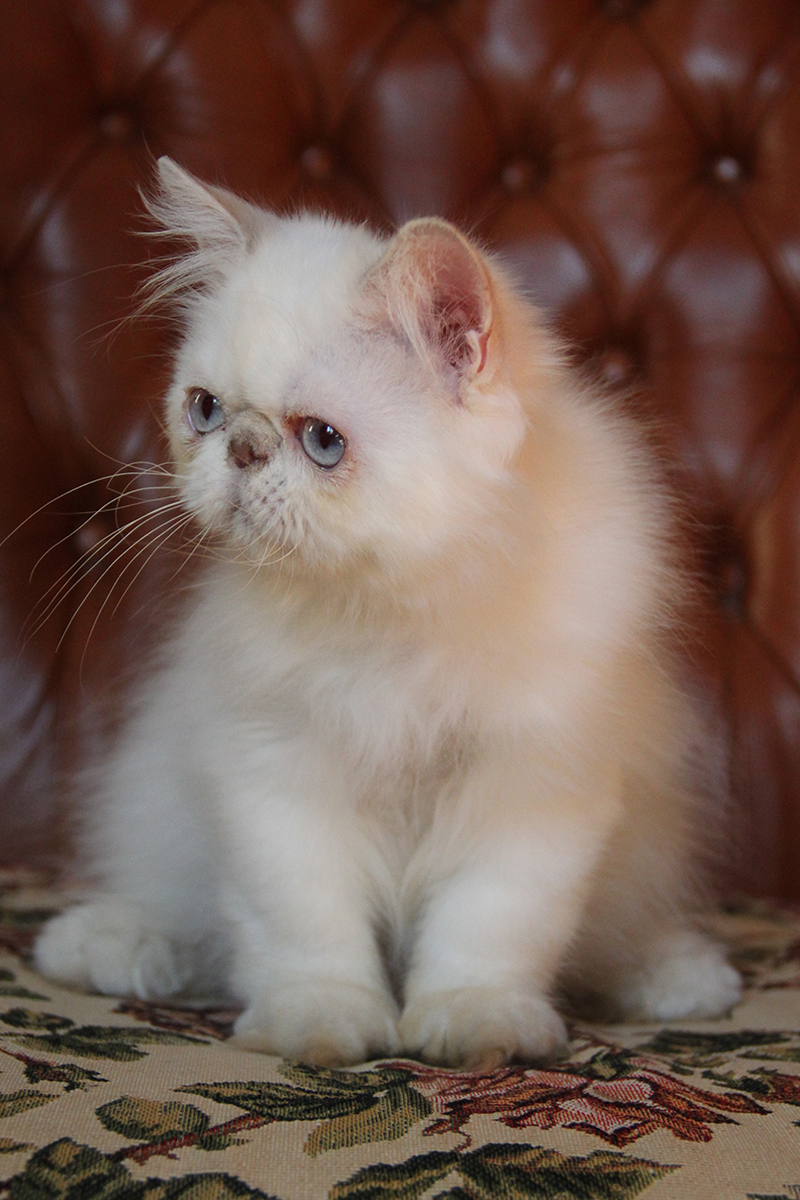 lilac lynx point persian