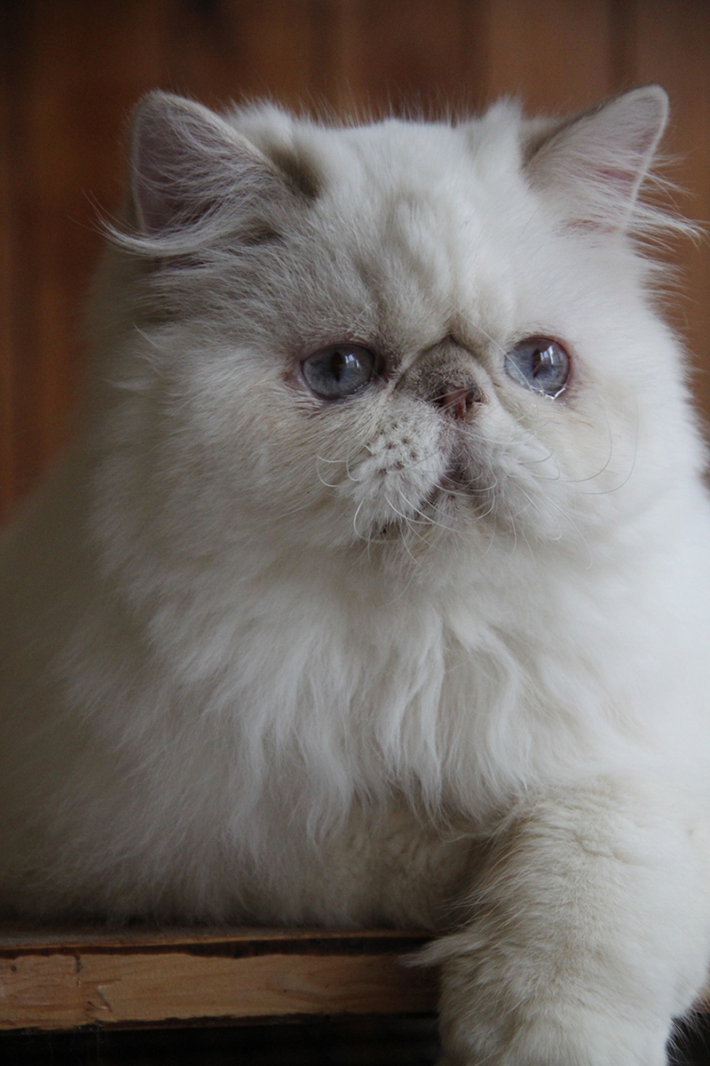 lilac lynx point persian