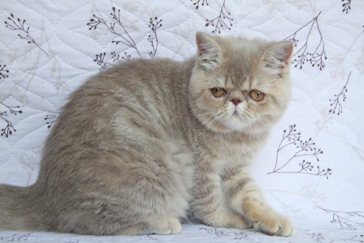 lilac tabby exotic