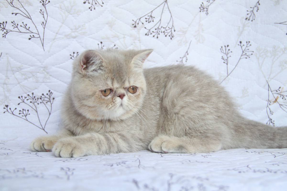 lilac tabby exotic