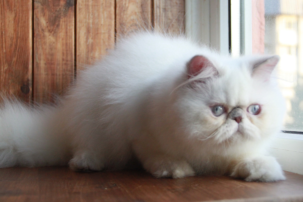 lilac point  persian