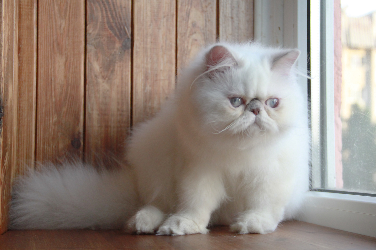 lilac point persian