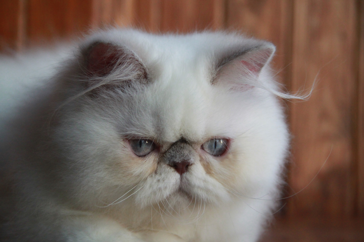 lilac point persian